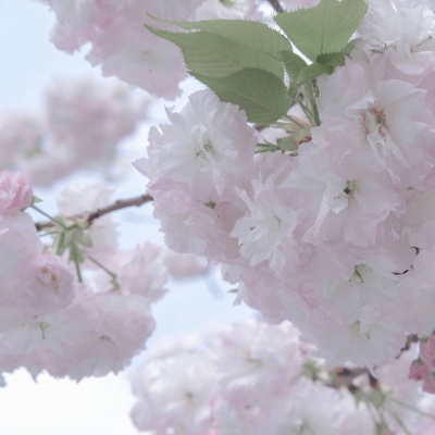 麻城福瑞交流群